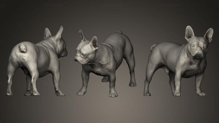 3D model DOG Male Muffin A (STL)